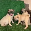 Purebred Pug Puppy - 1-3 Months Old - 2