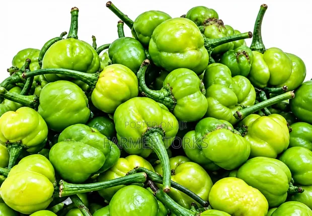 Kpakposhito Pepper - 1