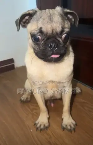 Male Purebred Pug, 6-12 Months