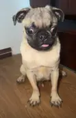 Male Purebred Pug, 6-12 Months - 1