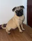 Male Purebred Pug, 6-12 Months - 2