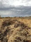Genuine Plot of Land for Sale Near Roadside, Sasaabi - 3