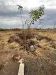 Genuine Plot of Land for Sale Near Roadside, Sasaabi - 5
