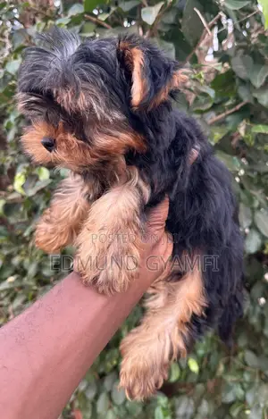 Purebred Yorkshire Terrier Puppy - 1-3 Months