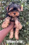 Purebred Yorkshire Terrier Puppy - 1-3 Months - 2