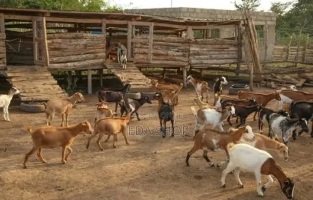Animal Farm Worker Needed - JEDA - 1