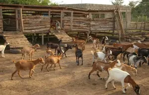 Animal Farm Worker Needed - JEDA