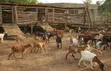 Animal Farm Worker Needed - JEDA - 1