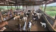 Animal Farm Worker Needed - JEDA - 2