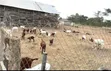 Animal Farm Worker Needed - JEDA - 3