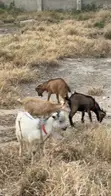 Healthy Live Goats for Sale (Various Sizes) - 2