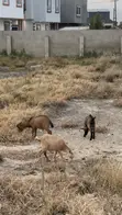 Healthy Live Goats for Sale (Various Sizes) - 3