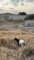Healthy Live Goats for Sale (Various Sizes) - 4