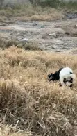 Healthy Live Goats for Sale (Various Sizes) - 5