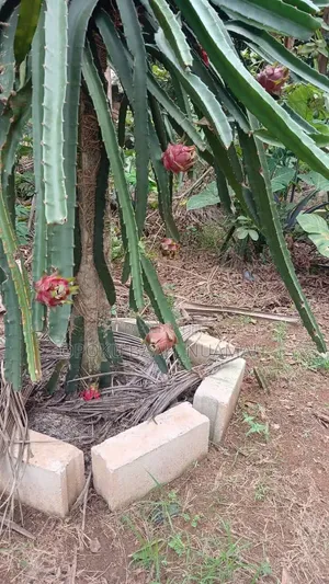 Dragon Fruit Cuttings - Moroccan Red & Vietnamese White