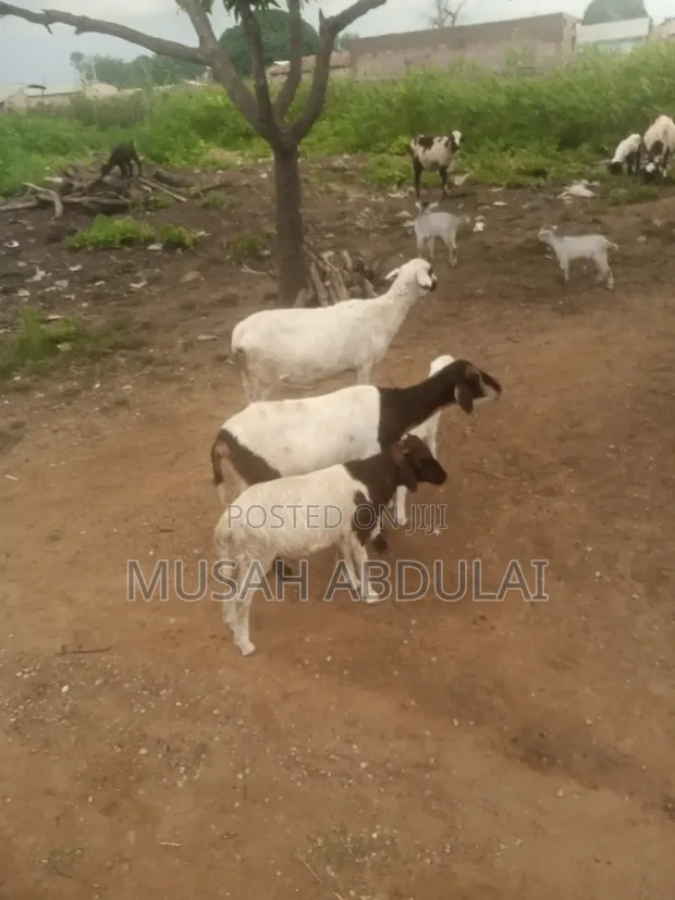 1000 Goats for Sale - 1