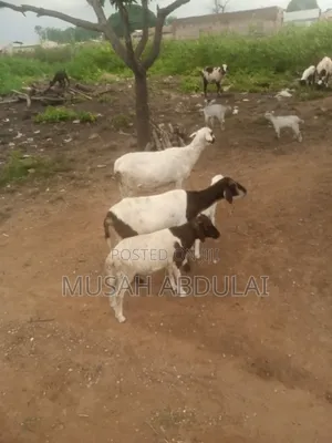 1000 Goats for Sale