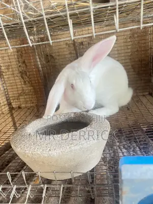 Male Rabbits for Sale