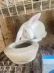 Male Rabbits for Sale - 1