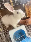 Male Rabbits for Sale - 2