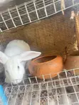 Male Rabbits for Sale - 3