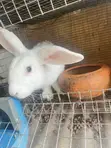 Male Rabbits for Sale - 4