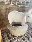 Male Rabbits for Sale - 5