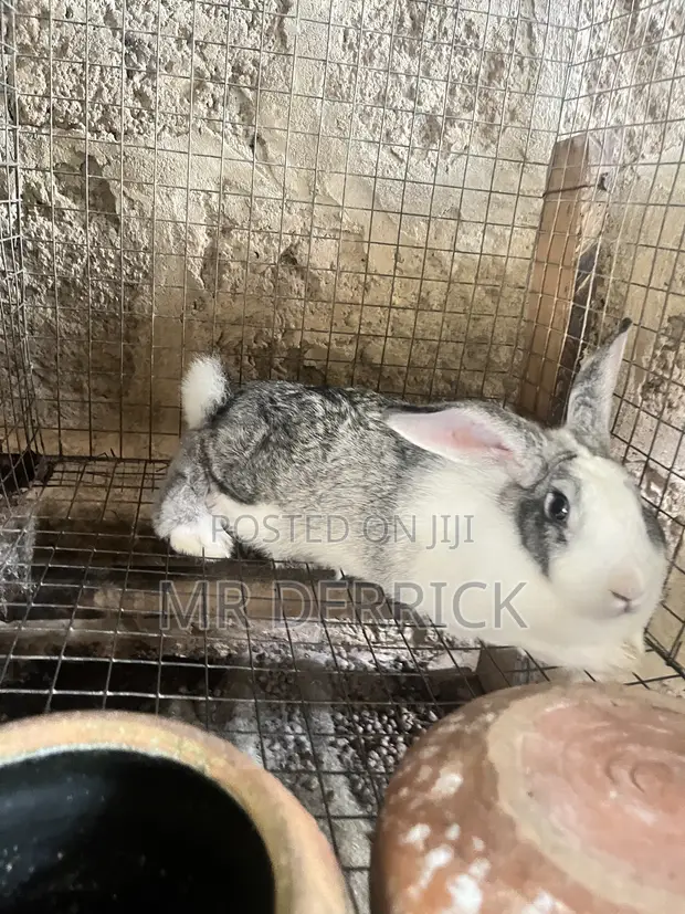 Pregnant Female Animal - 1