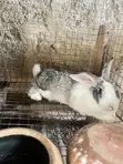 Pregnant Female Animal - 1