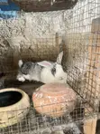 Pregnant Female Animal - 2
