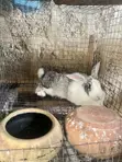 Pregnant Female Animal - 3