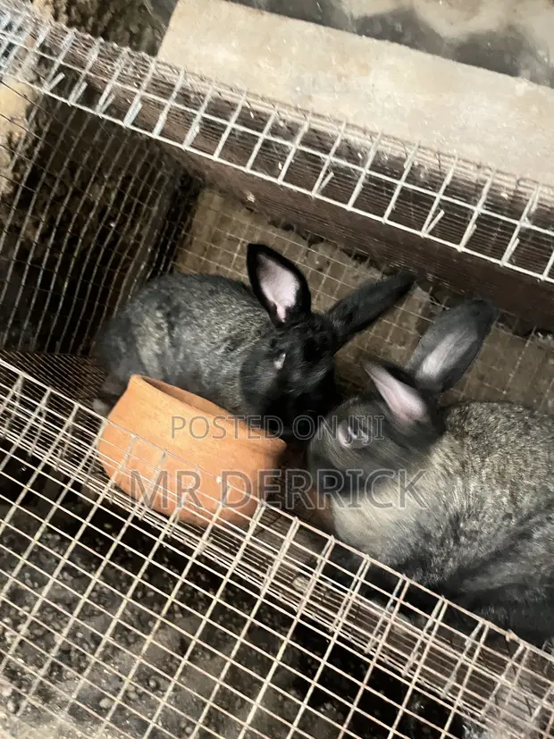 Male and Female Rabbits for Breeding - 1