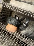 Male and Female Rabbits for Breeding - 1