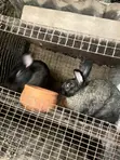 Male and Female Rabbits for Breeding - 2