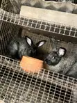 Male and Female Rabbits for Breeding - 3