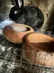 Female Rabbits for Crossing - 1