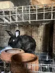 Female Rabbits for Crossing - 2