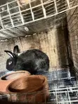 Female Rabbits for Crossing - 3