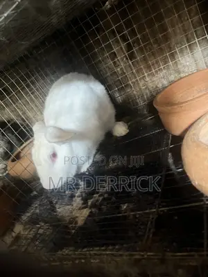 New Zealand White Female Rabbits