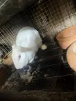 New Zealand White Female Rabbits - 1