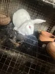New Zealand White Female Rabbits - 2