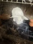 New Zealand White Female Rabbits - 3