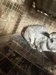 New Zealand White Female Rabbits - 4