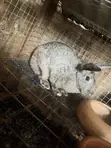 New Zealand White Female Rabbits - 5