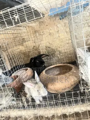 Female Rabbit with 7 Bunnies