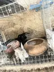 Female Rabbit with 7 Bunnies - 1