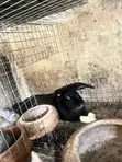 Female Rabbit with 7 Bunnies - 2