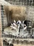 Female Rabbit with 7 Bunnies - 3