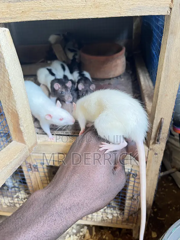 Albino Pet Mouse - 1