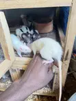 Albino Pet Mouse - 1